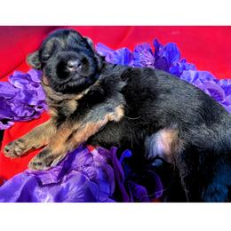 Albert - Black and red male German Shepherd puppy in Yorkville, Illinois from Vom Archbold Haus World Class German Shepherds