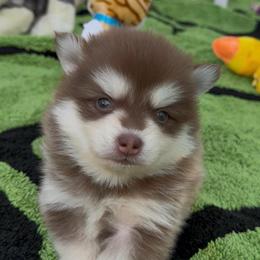 Rose - Red and white female Pomsky puppy in Spring Hill, Florida from PDQ Pomskies