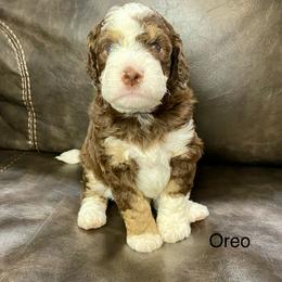 Aussiedoodle Puppies from White River Doodles