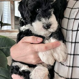 Flint - Bernedoodle puppy from Hope Valley Doodles