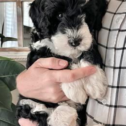 Flint - Bernedoodle puppy from Hope Valley Doodles