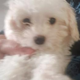 Maltipoo Puppies from Little Cupcakes and Pumkins Maltipoos