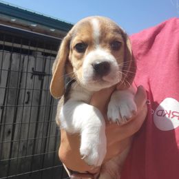 Beagle and German Shepherd Puppies from Nebraska K9's