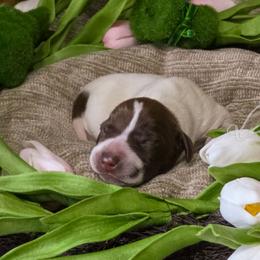 Red Male - Liver and white male German Shorthaired Pointer puppy in Kenai, Alaska from LakeHaus Kennels