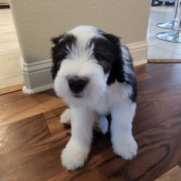 Bearded Collie Puppies from Lone Star Bearded Collies