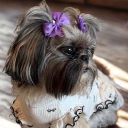 Shih Tzus from Furbourne Farms