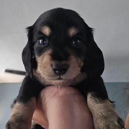 Maverick - Black and tan male Dachshund puppy in Willcox, Arizona from Tootsie's Tiny Toes
