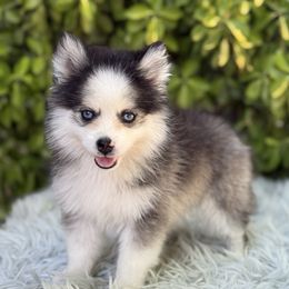 Remi - Black and white male Pomsky puppy in Whittier, California from Legendary Pomskies