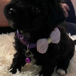 Penelope - Black female Poodle puppy in Circleville, Ohio from Toy Poodle Love