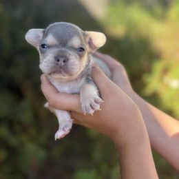 Lilac and Tan Male - Tricolors male French Bulldog puppy in Gulf Breeze, Florida from SW Frenchies