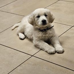 Porsche' - Light golden female Golden Retriever puppy in Fowlerville, Michigan from Gratz Kennels