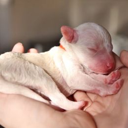 Carlisle - male Australian Mountain Doodle puppy in Redding, California from Farmstead Doodles
