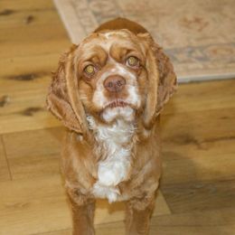 Cora - Cockapoo