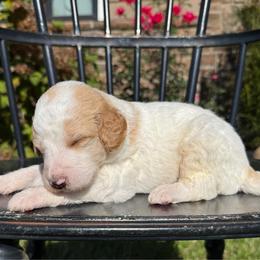 Gabriel - Parti male Pyredoodle puppy in Bowling Green, Ohio from FDF Pyredoodles & Bernedoodles