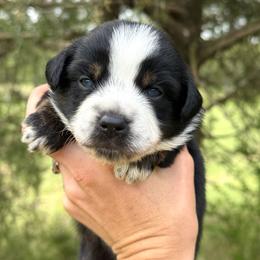 Yoorella - Black tri-color female Australian Shepherd puppy in Newton, Mississippi from Bright Star Aussies