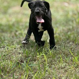 Daisy - Black and white female Great Dane puppy in Montgomery, Texas from KD Sweet Southern Danes
