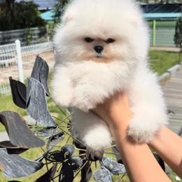 Kash - White male Pomeranian puppy in Burbank, California from Haus of Pomeranians
