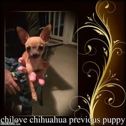 Chihuahua Puppies from Chilove Chihuahuas