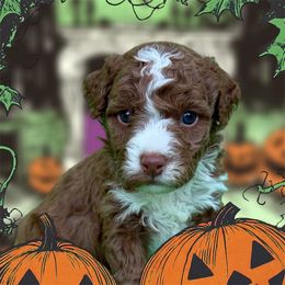 Red boy - Red male Bernedoodle puppy in Newnan, Georgia from Wagging Tailz Pups