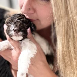 Lagotto Romagnolo Puppies from Anna’s Lagottos