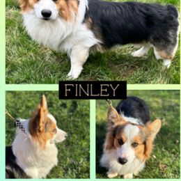 Finley - Pembroke Welsh Corgi