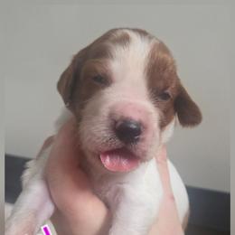 Girl - Red and white female Irish Red and White Setter puppy in Glenwood City, Wisconsin from NyaStar & Chequamegon