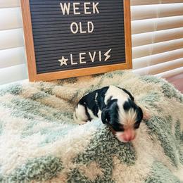 Cavalier King Charles Spaniel Puppies from Cumberland Cavaliers