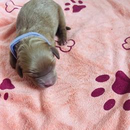 Jag - Red male Cavapoo puppy in Avon, Indiana from Puppylove for Doodles
