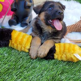 German Shepherd Puppies from Von Geesa