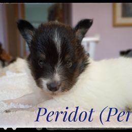 Perry - White and black male Shetland Sheepdog puppy in Minnesota from Sheltie Puppies