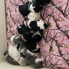 Double Doodle Puppies from Kirkham Doods