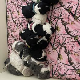 Double Doodle Puppies from Kirkham Doods