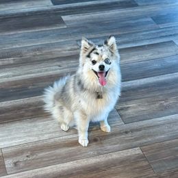 Jax - Pomsky