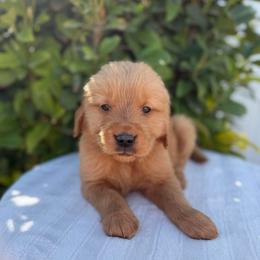 Male 1, Green - Golden male Golden Retriever puppy in Utah from Deseret Peak Goldens