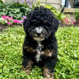 Girl 2 - Tri-color female Bernedoodle puppy in Russiaville, Indiana from Pleasant Creek Minibernedoodles