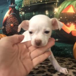 Boy 2 - male Chihuahua puppy in Mesa, Arizona from Sun Valley Chihuahuas & Malinois
