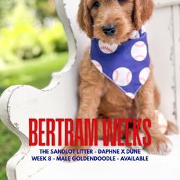 Bertram - Apricot male Goldendoodle puppy in Marietta, Georgia from Reece + Co Doodles & Poodles