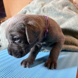 Girl 1 - Gray female Cane Corso puppy in Ocala, Florida from High Royal Kennel