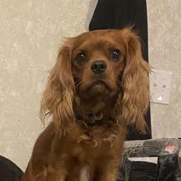 Xander - Cavalier King Charles Spaniel