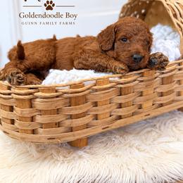 Nitro - male Goldendoodle puppy in Grove, Oklahoma from Guinn Family Farms