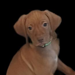 Mr. Lime - Golden rust male Vizsla puppy in Turtle Lake, Wisconsin from Laurie's Vizslas