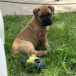 Bullmastiff Puppies from Meteora Bullmastiffs