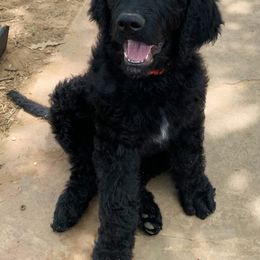 Goldendoodle Puppies from Solis Goldendoodles