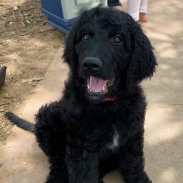Goldendoodle Puppies from Solis Goldendoodles