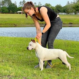 Minnie - American Staffordshire Terrier