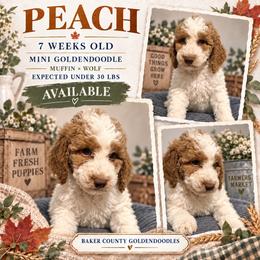 Peach - Parti female Goldendoodle puppy in Macclenny, Florida from Baker County Goldendoodles