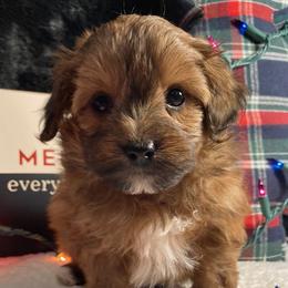 Max - Sable male Aussiedoodle puppy in White Pigeon, Michigan from Delaryedoodles