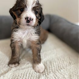 Mr Green - Bernedoodle puppy in Seattle, Washington from Mochi Bernedoodles