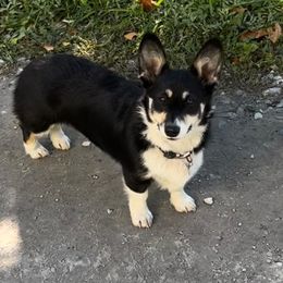 Pembroke Welsh Corgi Puppies from Top-Notch Paws