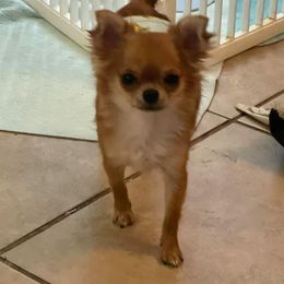 Chihuahua All Grown Up from Calpulli chihuahuas